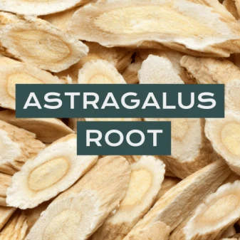 Chiropractic Clarksville TN Astragalus Root